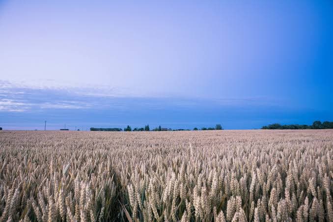 Farmland in Harda, Madhya Pradesh