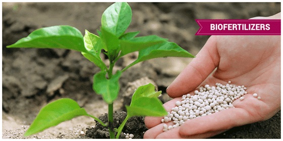 Bio-fertilizer